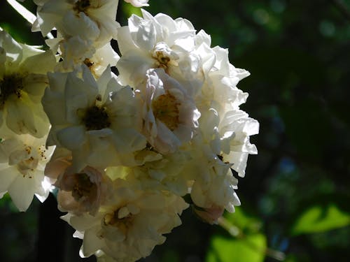 Photos gratuites de blanc, fleurs, nature