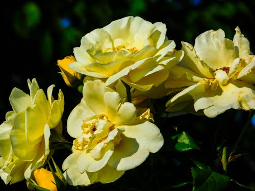 Безкоштовне стокове фото на тему «жовтий, квіти, Природа»