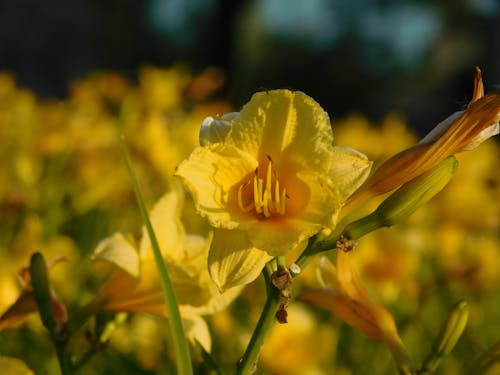 Photos gratuites de fleurs, jaune