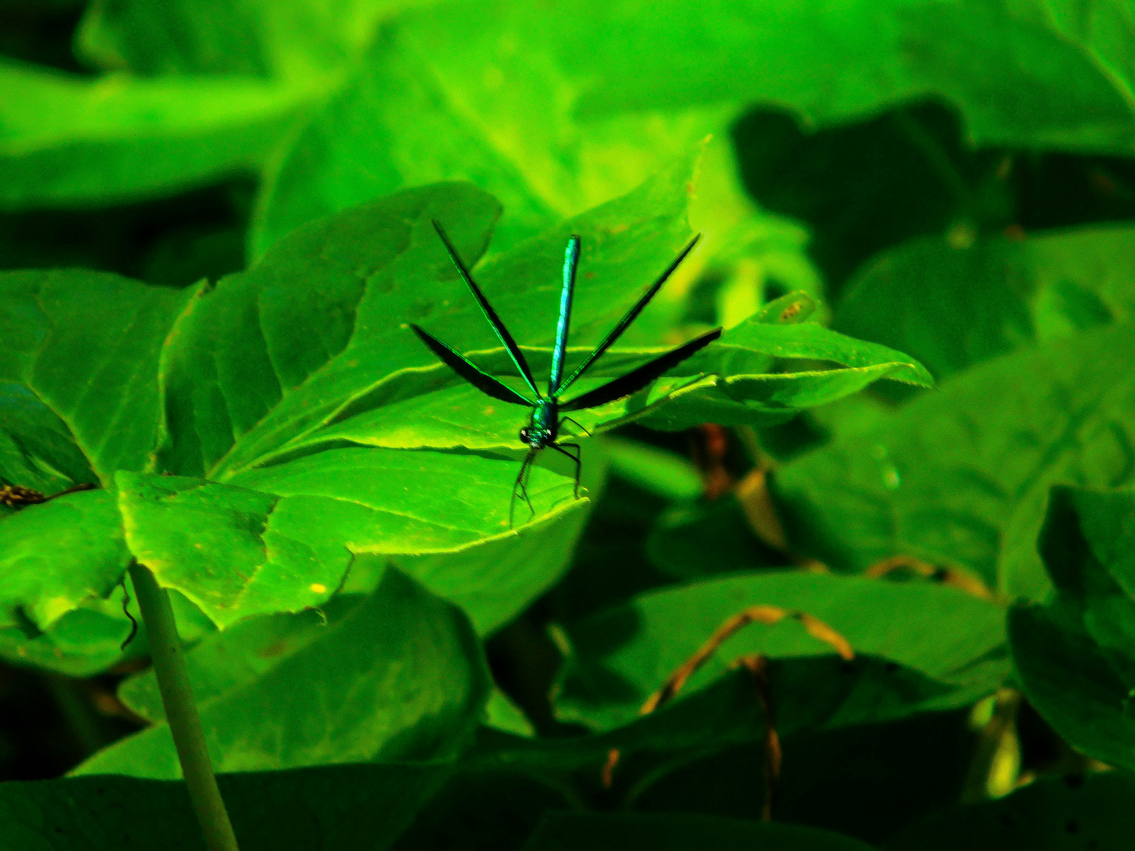 Free stock photo of dragonfly, green, insect