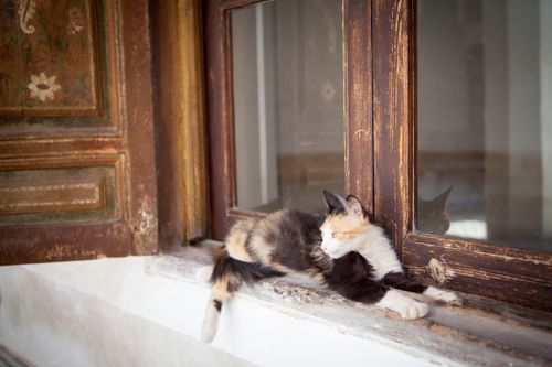Free stock photo of cat, marrakech, morocco Stock Photo