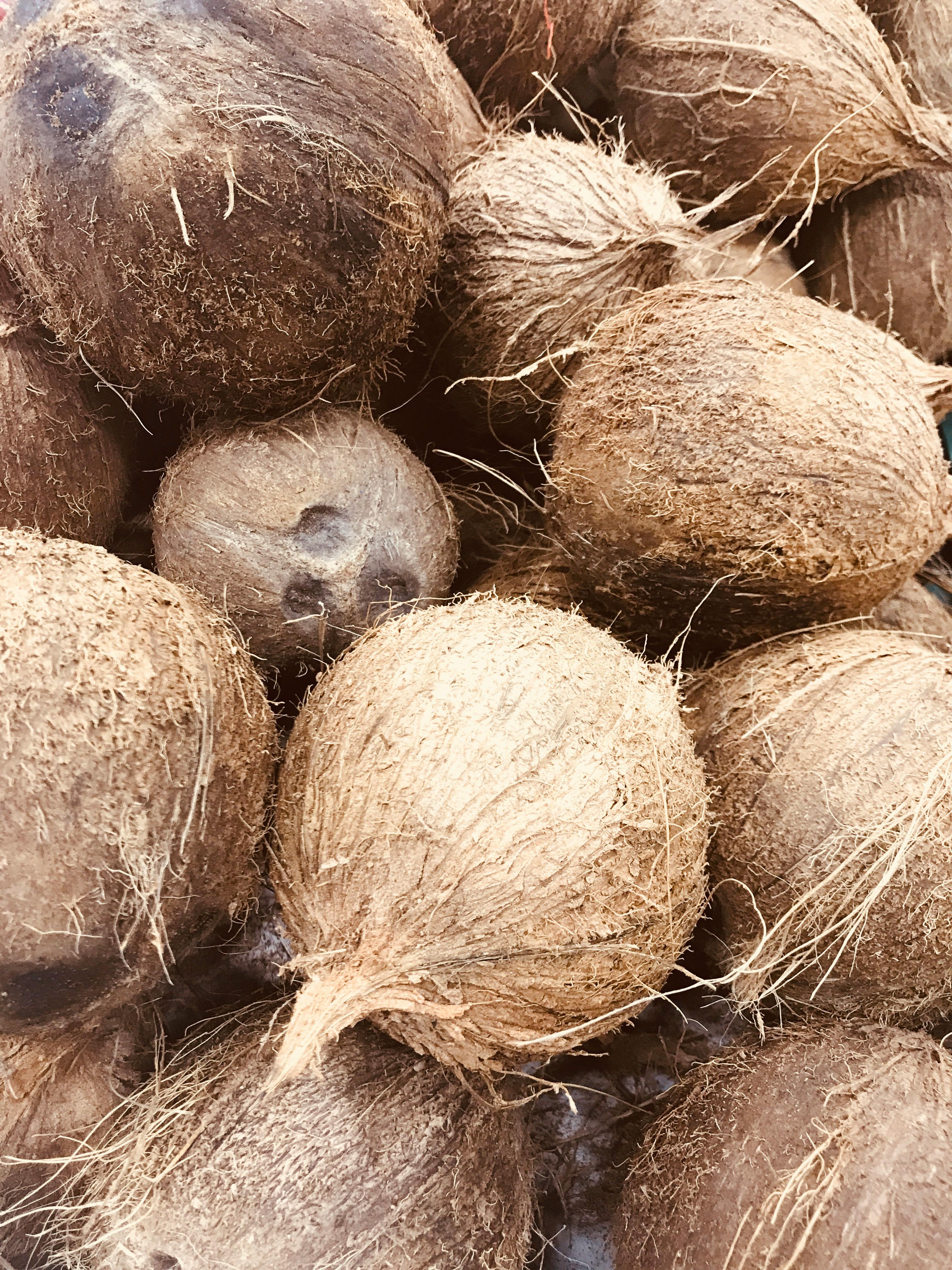 Free stock photo of coconut, coconuts
