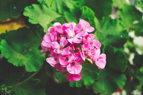 Free Explore the beauty of pink geranium flowers blooming in Bandipur, Nepal. Stock Photo