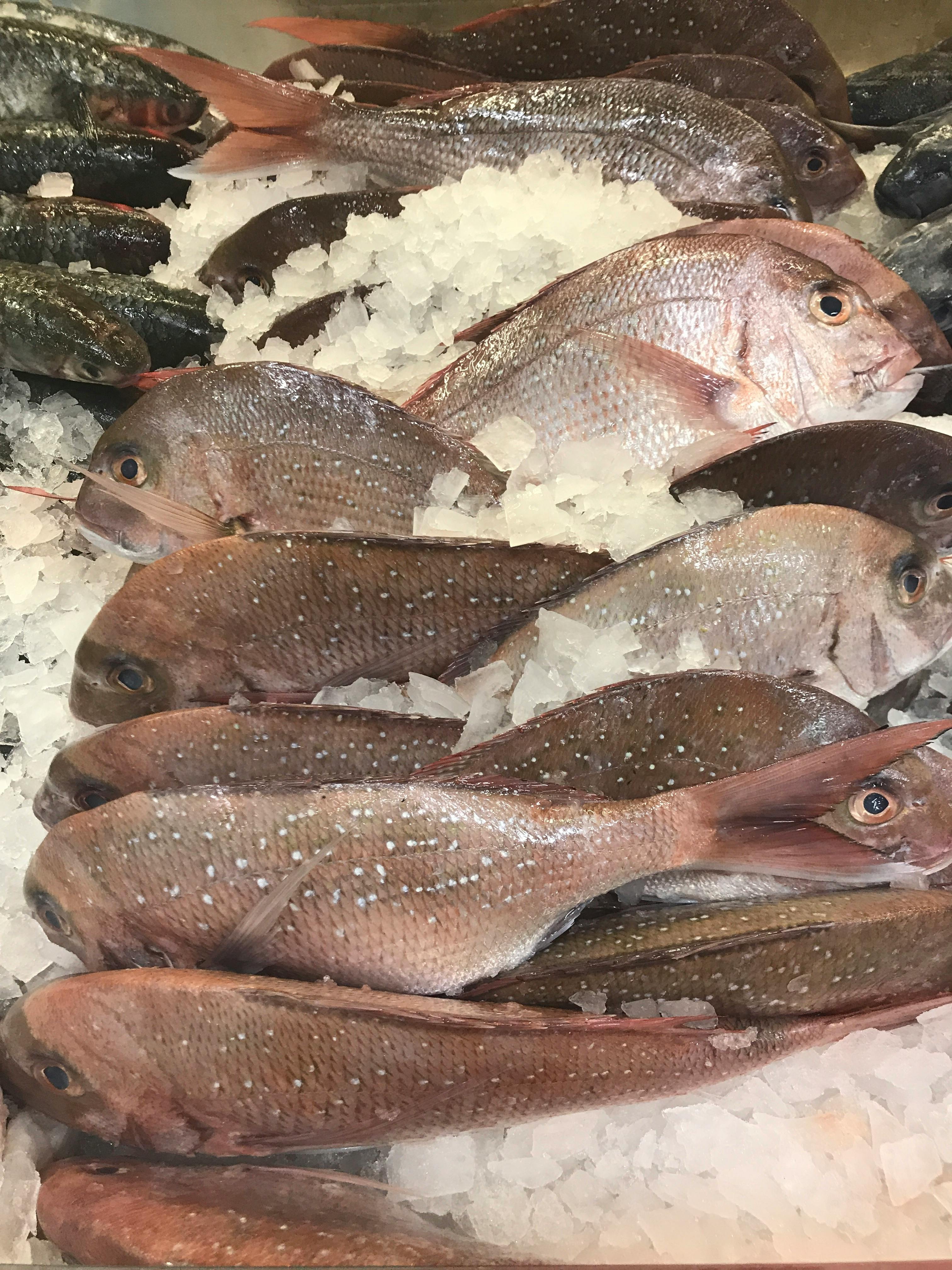 氷の上の魚 魚 鯛の無料の写真素材 氷の上の魚 魚 鯛の無料の写真素材