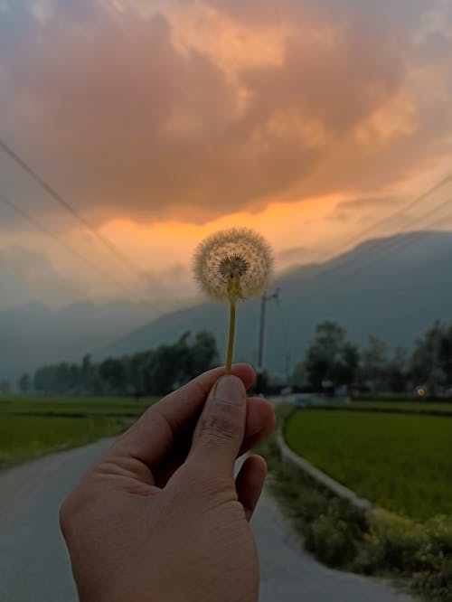 Person Holding Dandelion Flower