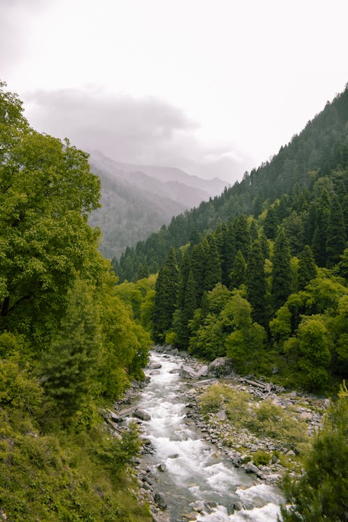 Foto profissional grátis de árvores, campo, meio ambiente