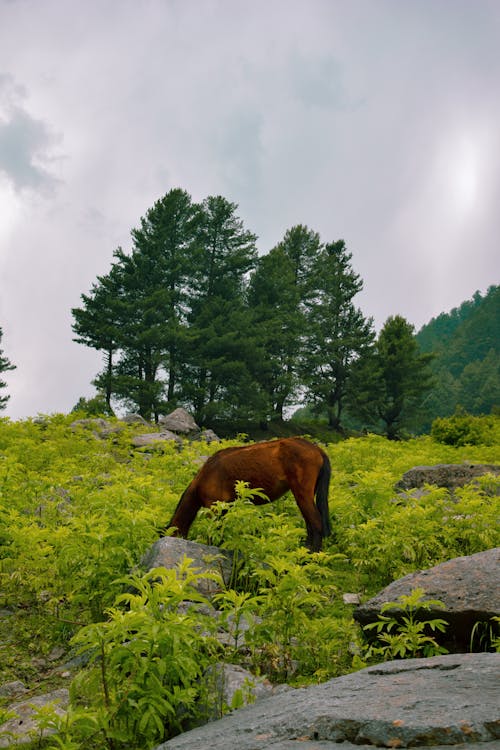 A Horse Grazing on a Field