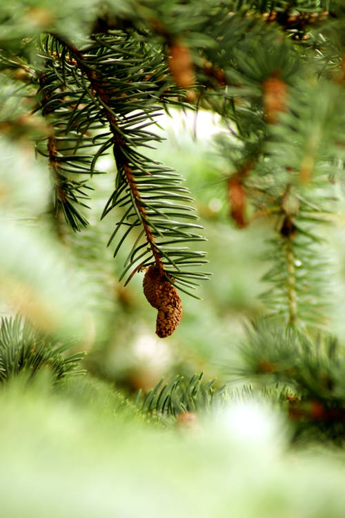 Brown Pine Cone Hanging on Tree 