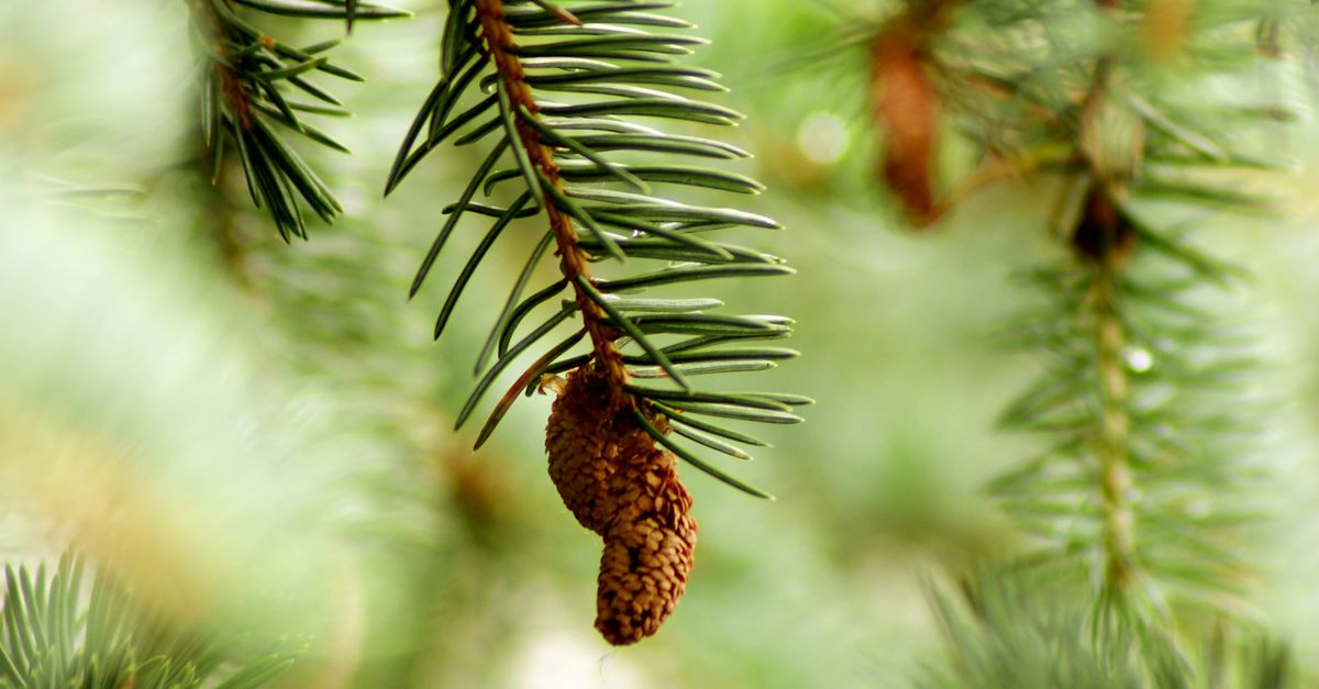 Foto de stock gratuita sobre acículas, al aire libre, árbol, bosque ...