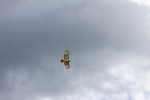 Photo of Hawk Flying under Cloudy Sky