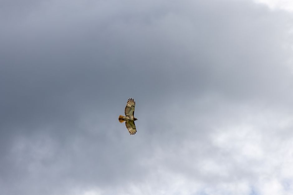 hawk soaring over city skyline - urban birding locations list hawk soaring over city skyline - urban birding locations list