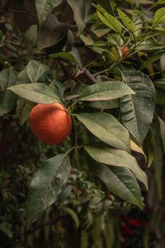 A close-up shot of a ripe orange hanging from a tree branch with lush green leaves.