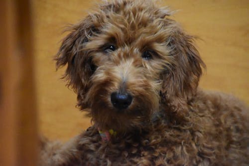 Бесплатное стоковое фото с goldendoodle, милый, рисунок