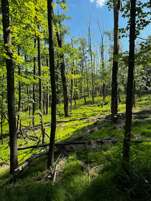 Ilmainen kuvapankkikuva tunnisteilla luontokuvaus, metsä, oksat