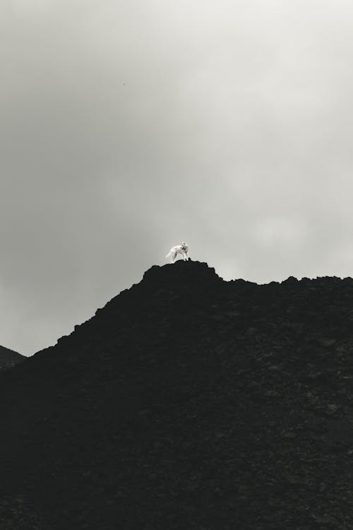 Grayscale Photo of White Dog on Top of Rocky Mountain 