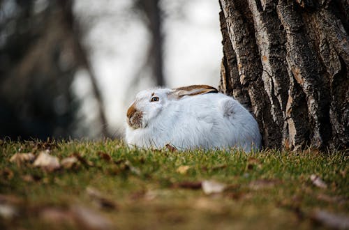 Fotobanka s bezplatnými fotkami na tému králik, roztomilý, tráva
