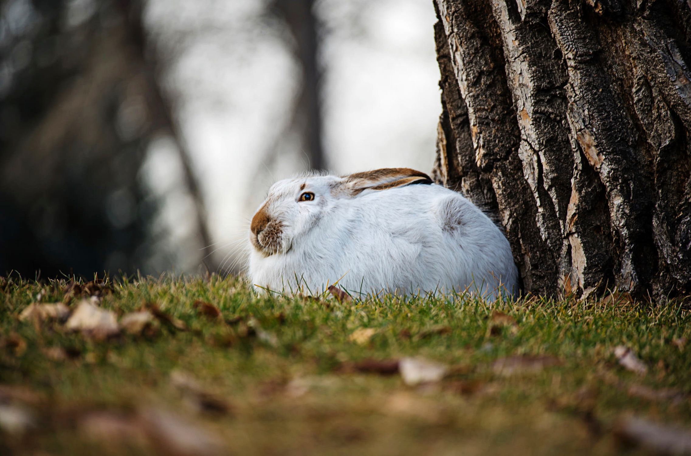 White Rabbit on the Grass · Free Stock Photo