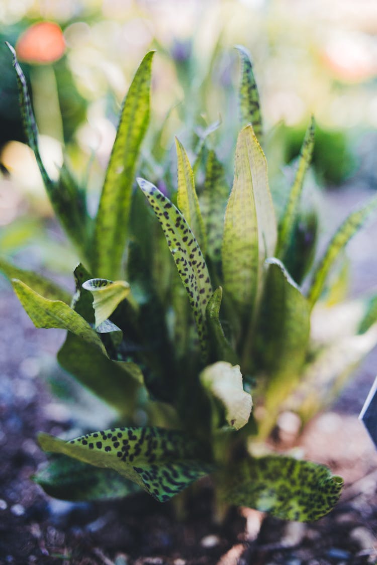 Green Leaves Of A Plant