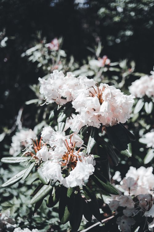 Free Beautiful white rhododendron flowers in full bloom captured in natural sunlight. Stock Photo