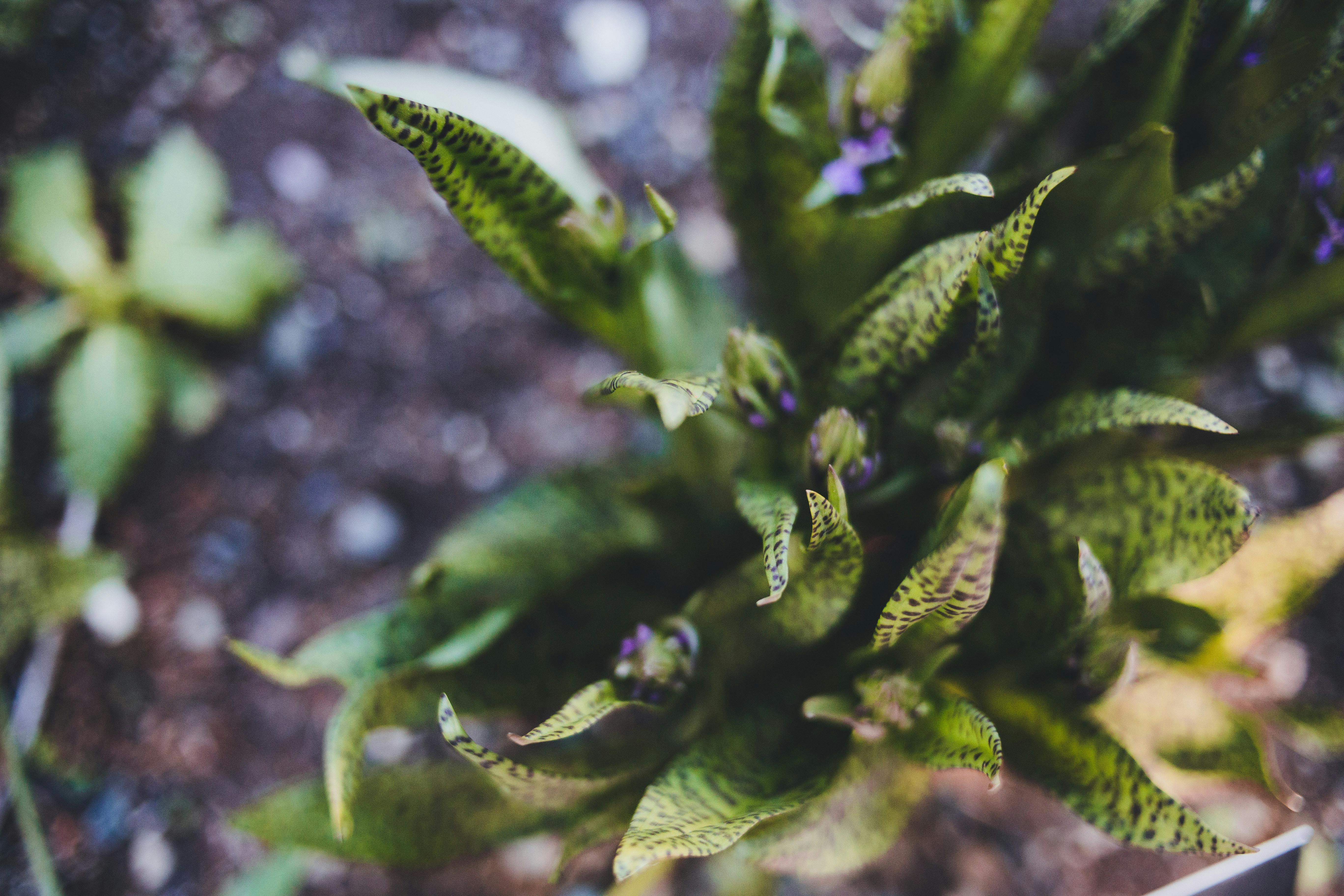 What plant removes 78% of airborne mold?