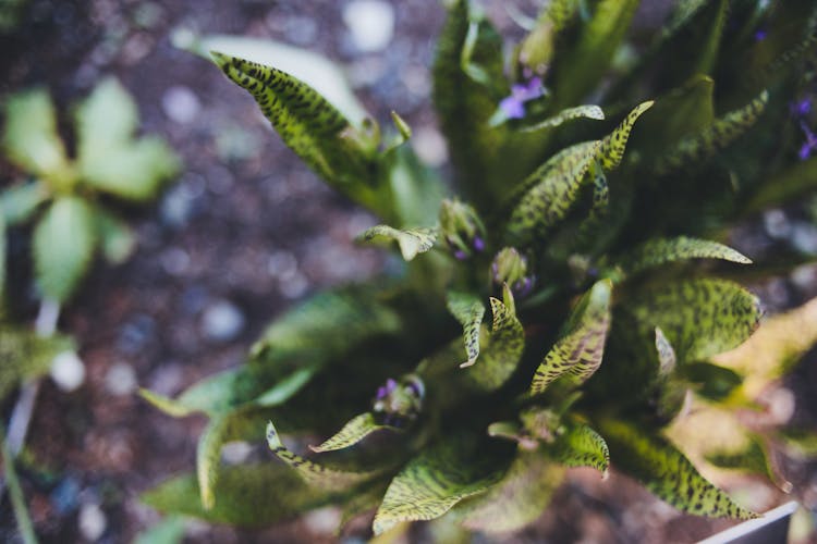 Green Leaves Of A Plant