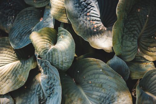 Free Captivating close-up of lush green hosta leaves, showcasing their vibrant texture and natural beauty. Stock Photo