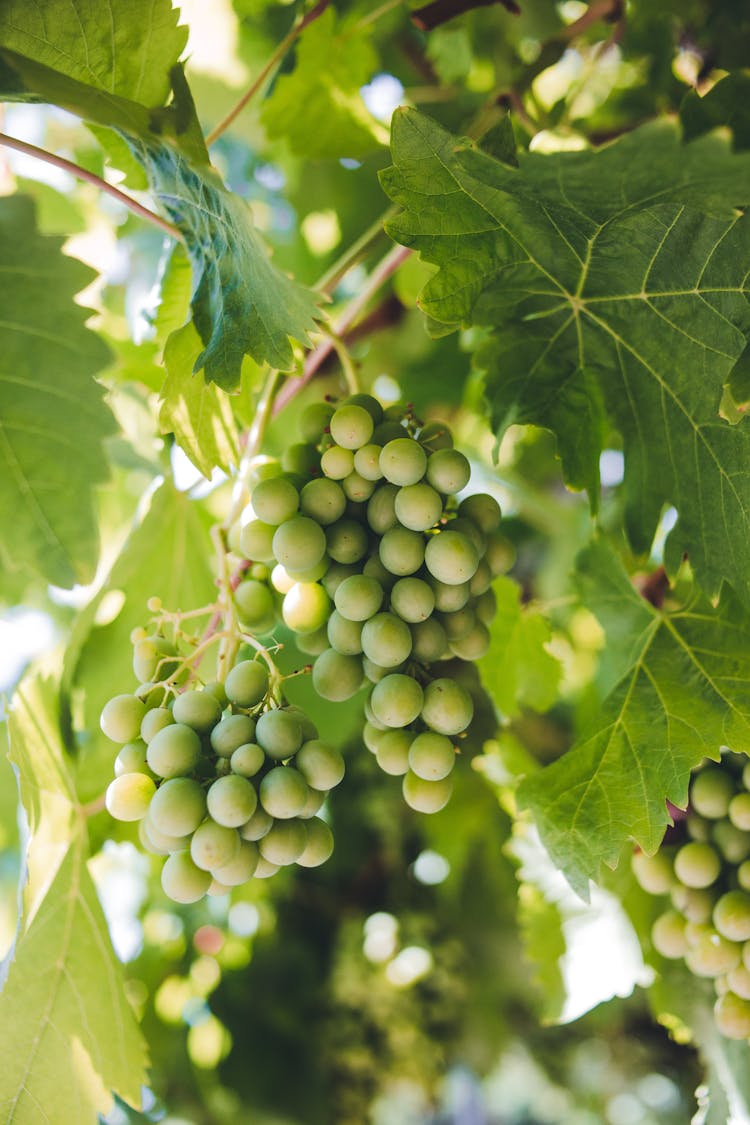 Grapes Growing On Plant