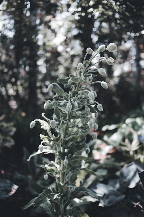 Foto d'estoc gratuïta de bokeh, branquillons, creixement