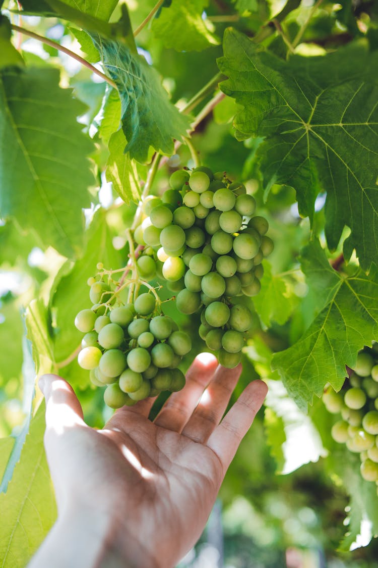 Close Up Of Hand Touching Grapes On Plant