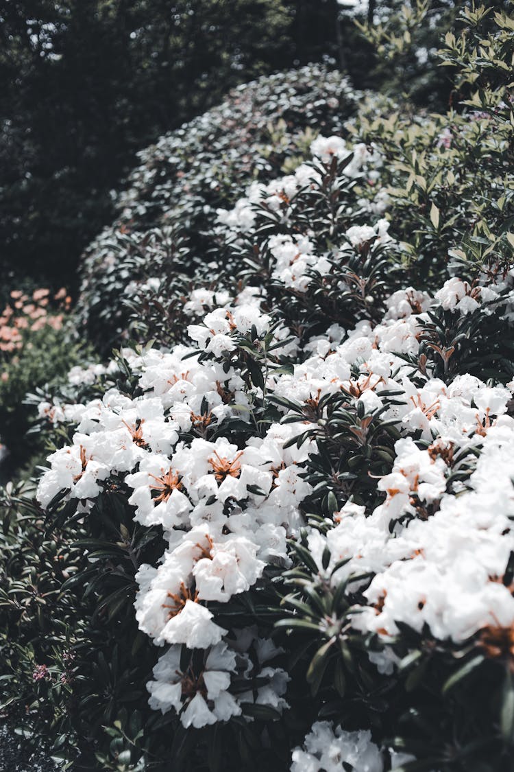 White Rhododendron Shrub 