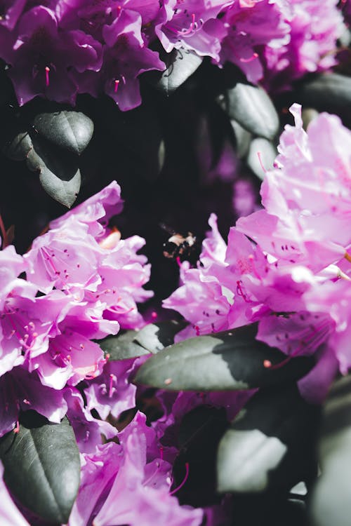 Fotos de stock gratuitas de de cerca, flora, floración
