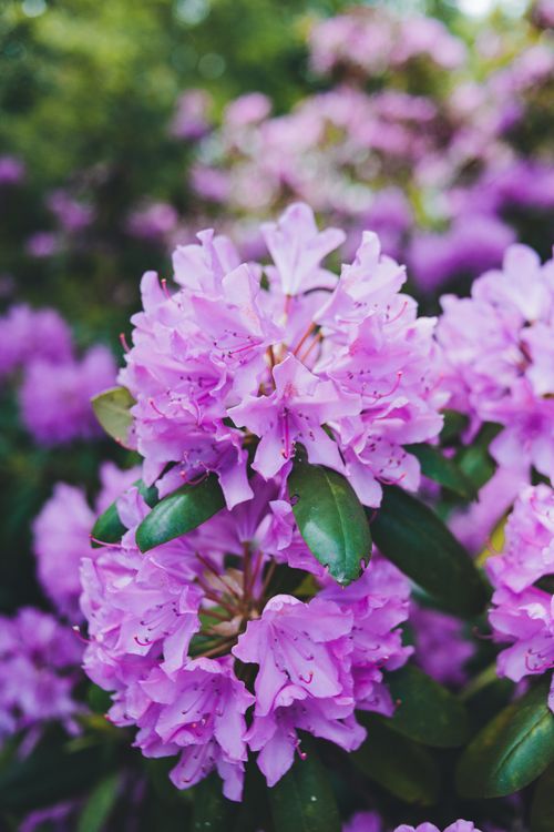 Free Close-up of vibrant purple rhododendron flowers in full bloom, surrounded by lush green leaves. Stock Photo