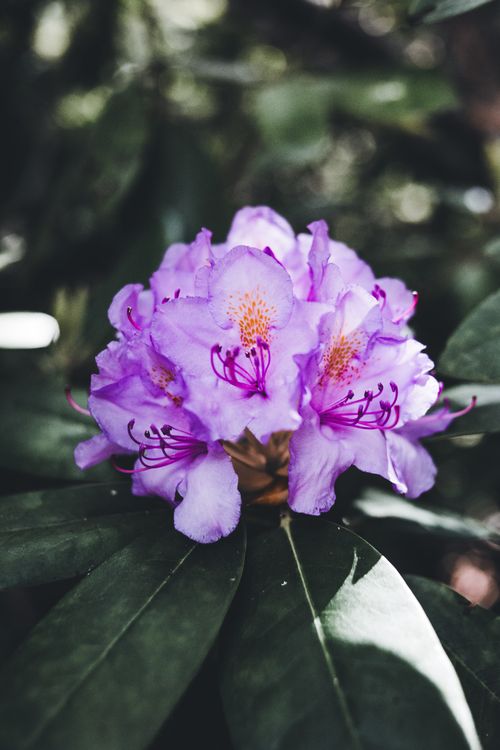 Free Close-up of a vivid purple rhododendron flower cluster with lush green leaves. Stock Photo