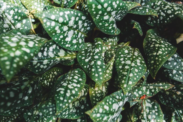 Green Leaves With White Spots 