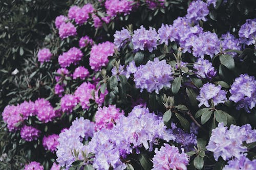 Close-up Photo of Purple and Pink Flowers 