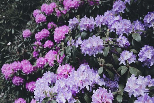A stunning display of pink and purple rhododendron flowers in full bloom, creating a vibrant spring garden scene.