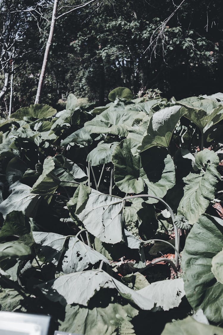 Large Green Leaves Of Plants