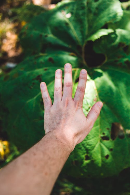 Person's Hand Near the Big Leaf 