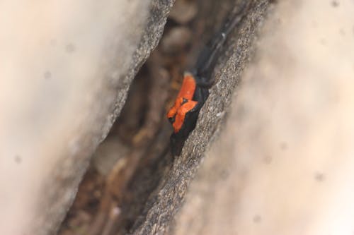 Free stock photo of 35mm camera, canon, oriental garden lizard