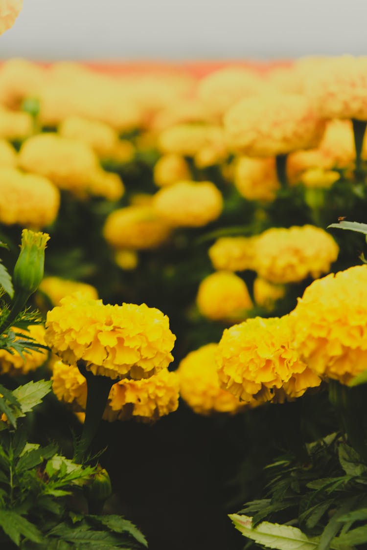 Aztec Marigold Flower Field 