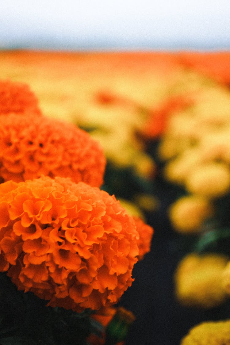 Yellow And Orange Aztec Marigold Flowers