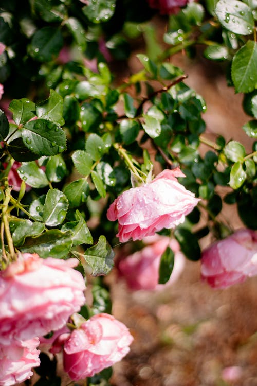 Kostnadsfri bild av blomfotografi, blomning, kronblad