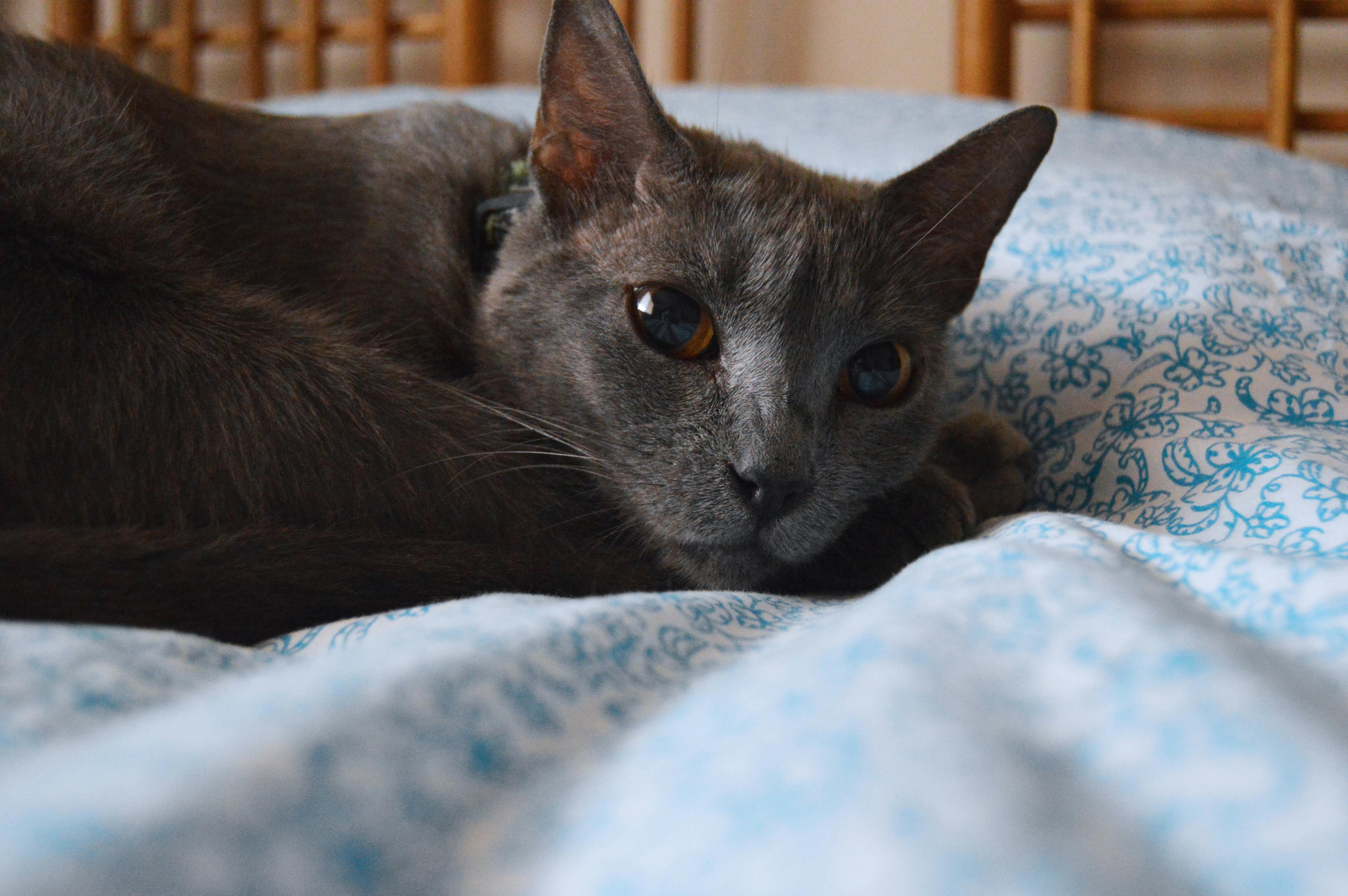 Free stock photo of cat, cat face, sleeping
