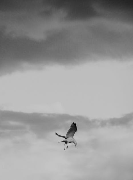 How to draw a bird flying in the sky