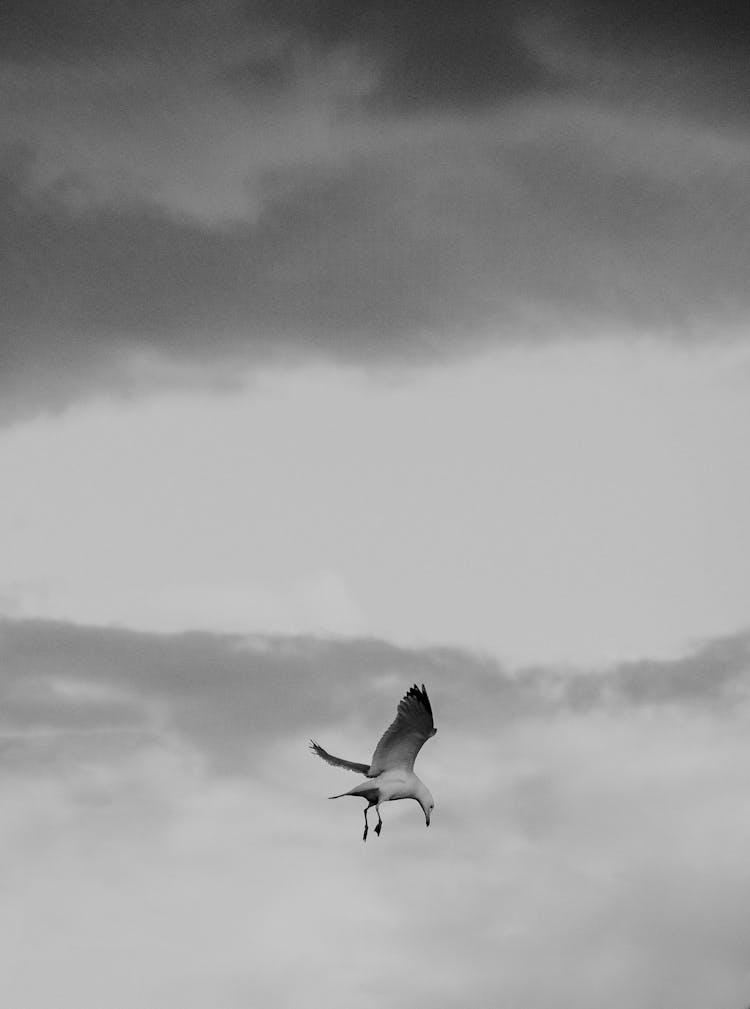 Seagull In The Sky Looking Down