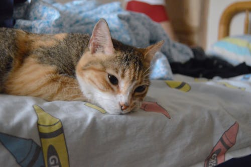Ilmainen kuvapankkikuva tunnisteilla kissa, kissan sänky, unessa