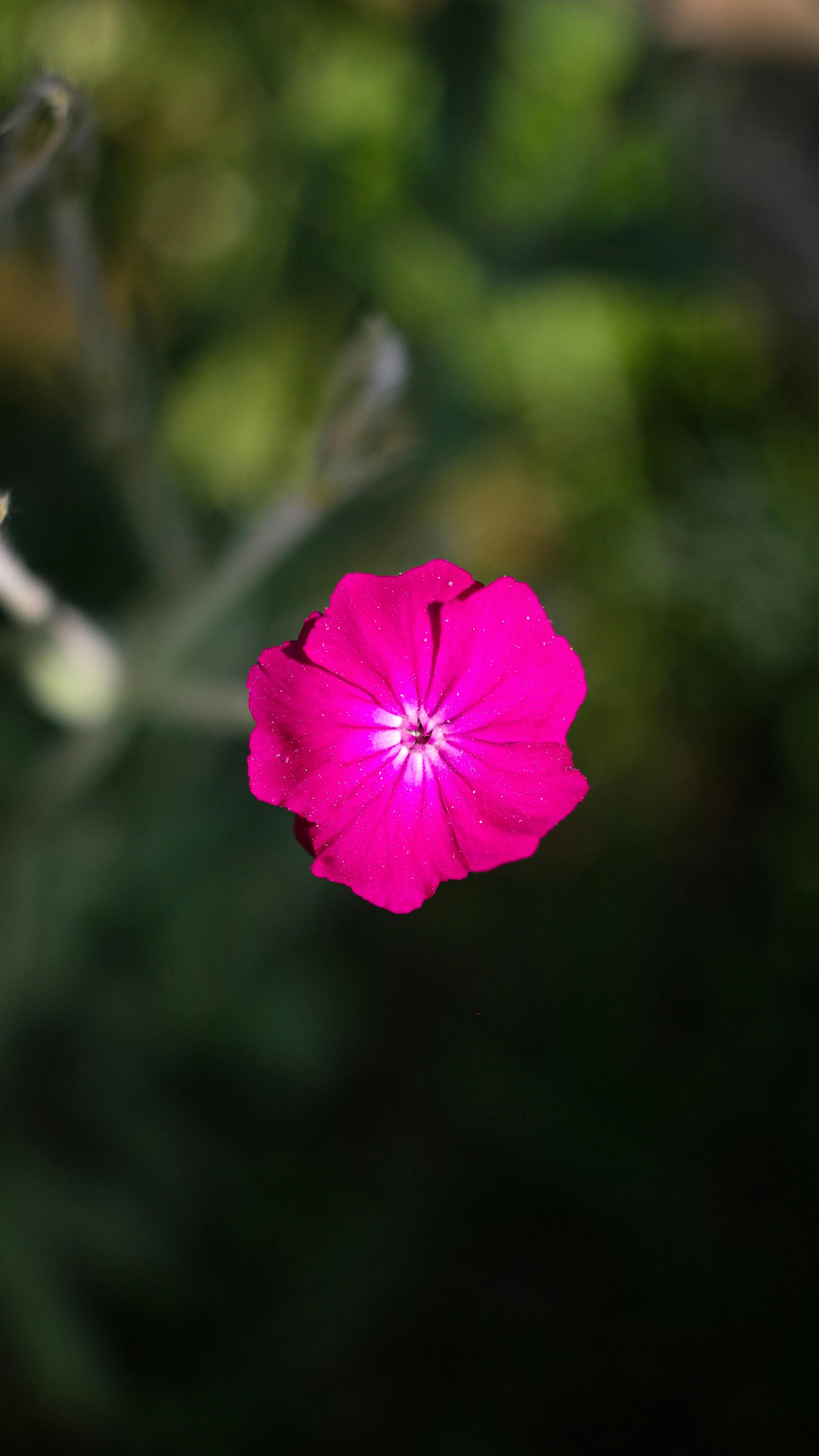 Lychnis coronaria