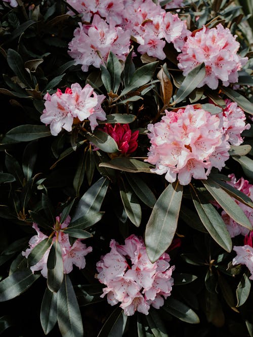 Free 粉紅色的花, 花, 花朵桌面 的 免费素材图片 Stock Photo