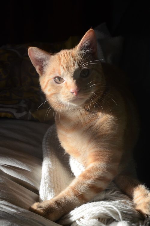 Free Ginger tabby cat enjoying a warm patch of sunlight on a cozy bed. Stock Photo