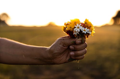 Kostnadsfri bild av blommor, gyllene timmen, håller